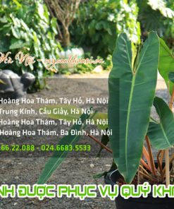 Địa chỉ bán cây trầu bà hồng hạc chân cam tại Hà Nội