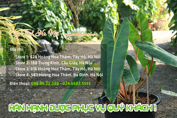 Địa chỉ bán cây trầu bà hồng hạc chân cam tại Hà Nội
