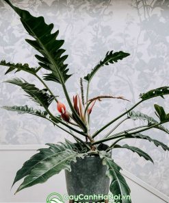giá bán cây cung đàn xanh tùy thuộc vào kích thước và mẫu mã