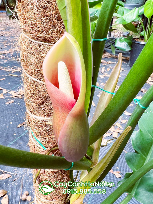 Hoa cung đàng xanh