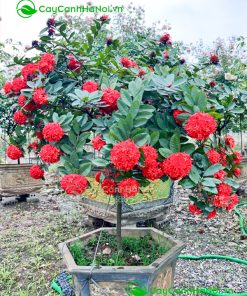 Hoa mẫu đơn là cây ưa nắng và chịu hạn tốt