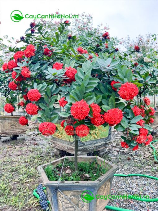 Hoa mẫu đơn là cây ưa nắng và chịu hạn tốt