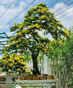 Hoa mẫu đơn làm quà tặng ngày tết
