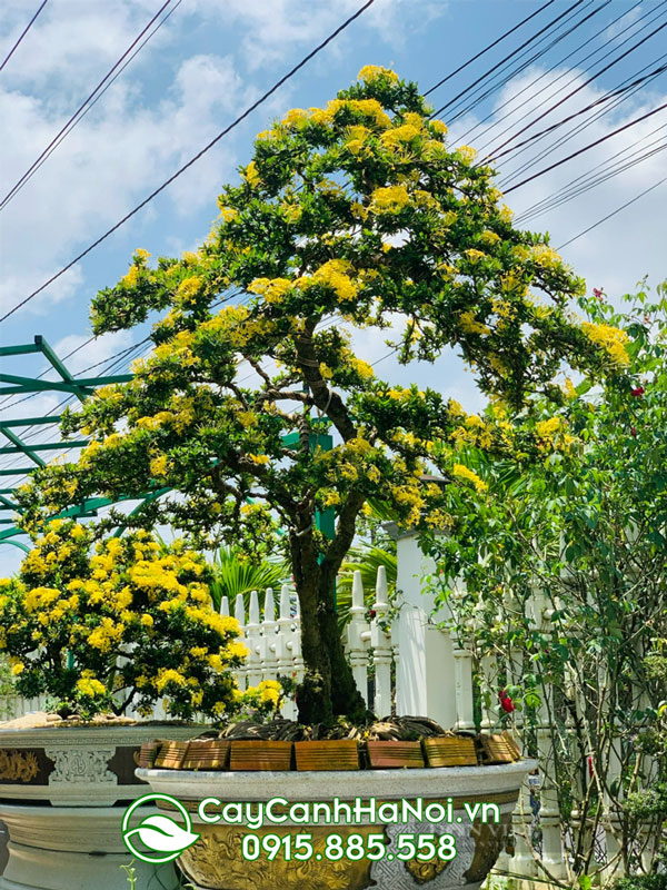 Hoa mẫu đơn làm quà tặng ngày tết