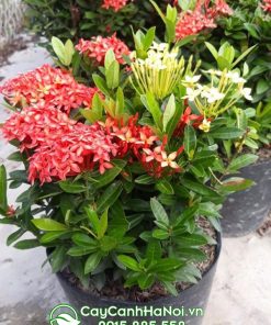 Hoa mẫu đơn Thái Lan