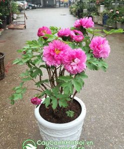 Hoa mẫu đơn Trung Quốc