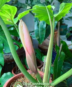 Hoa trầu bà tuyết xanh