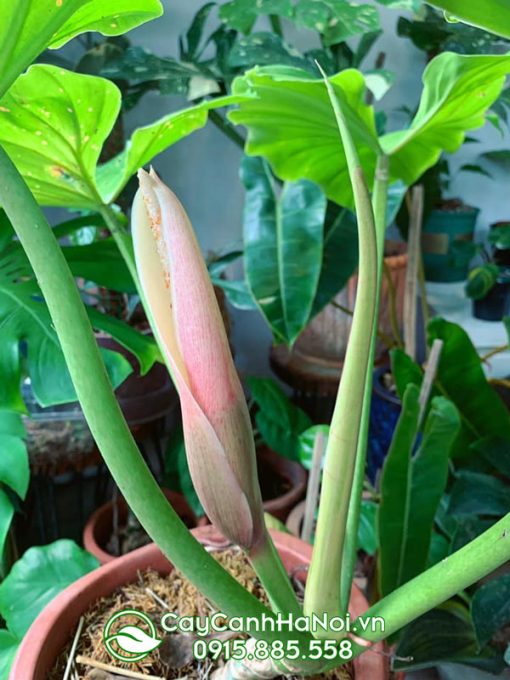 Hoa trầu bà tuyết xanh