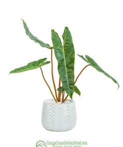 Hồng hạc cuốn cam trồng chậu đẹp