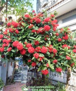 Kỹ thuật trồng cây mẫu đơn đúng cách