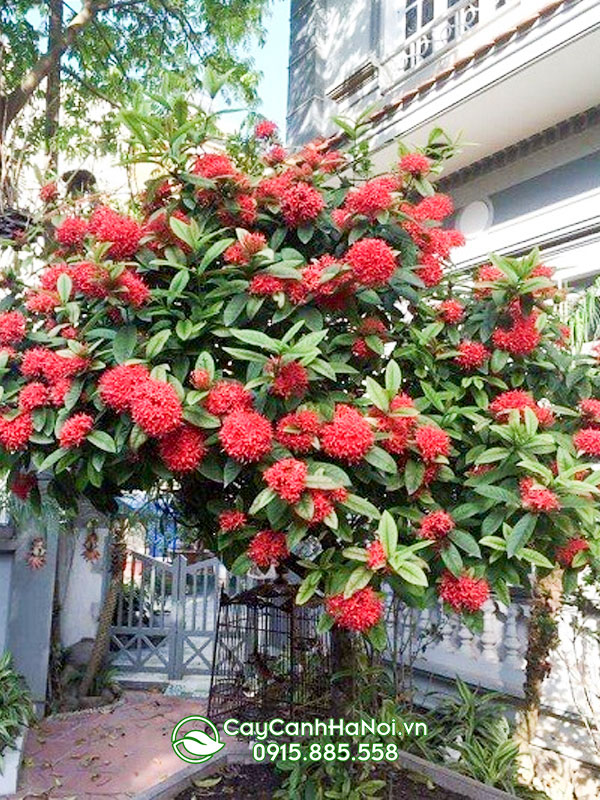 Kỹ thuật trồng cây mẫu đơn đúng cách