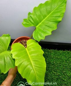 Lá cây trầu bà tuyết xanh