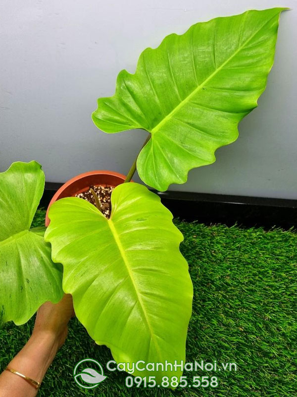 Lá cây trầu bà tuyết xanh