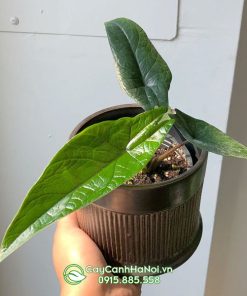 Lưu ý cách trồng và chăm sóc cây cảnh môn thanh đao