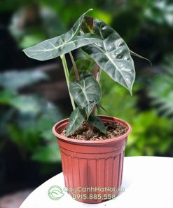 Môn rồng gân hồng trồng chậu nhựa