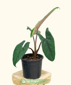 Môn thanh đao có tên tiếng anh là Alocasia Scalprum