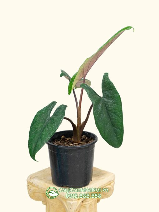 Môn thanh đao có tên tiếng anh là Alocasia Scalprum