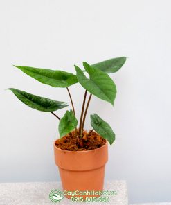 Môn thanh đao trồng chậu đất nung