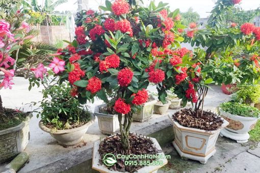Cách trồng và chăm sóc cây mẫu đơn