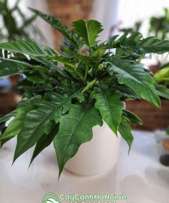 Mua cây Philodendron jungle boogie tại Hà Nội