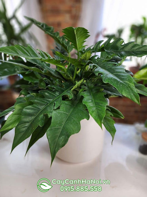 Mua cây Philodendron jungle boogie tại Hà Nội