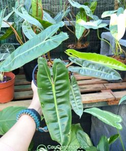 Mua cây hồng hạc chân cam tại Hà Nội