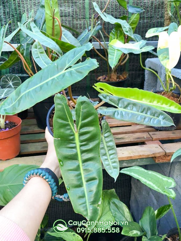 Mua cây hồng hạc chân cam tại Hà Nội