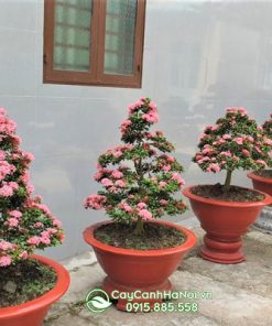 Những lưu ý khi chăm sóc cây mẫu đơn