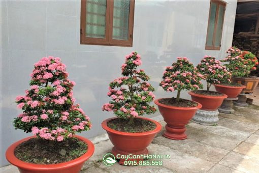 Những lưu ý khi chăm sóc cây mẫu đơn