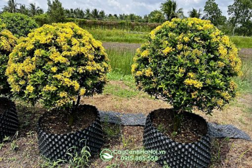 Nơi bán cây bông trang đẹp tại Hà Nội