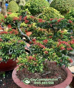 Nơi bán cây hao mấu đơn bonsai tại Hà Nội