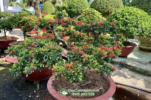 Nơi bán cây hao mấu đơn bonsai tại Hà Nội