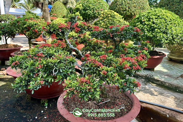 Nơi bán cây hao mấu đơn bonsai tại Hà Nội