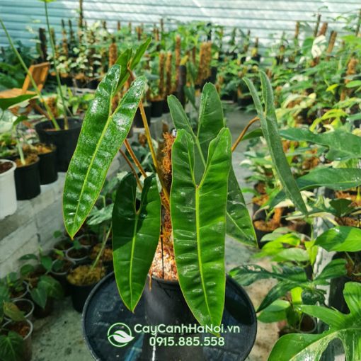 Nơi bán cây hồng hạc chân cam tại Hà Nội