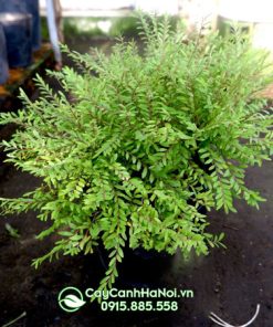 Nơi bán cây sơn liễu thái