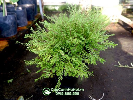 Nơi bán cây sơn liễu thái