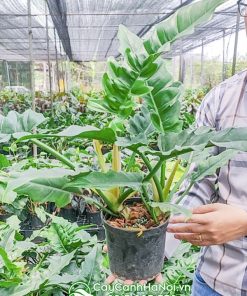 Nơi bán cây trầu bà cung đàn xanh tại Hà Nội