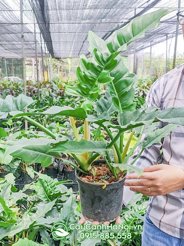 Nơi bán cây trầu bà cung đàn xanh tại Hà Nội