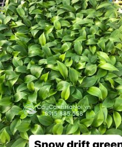 Nơi bán cây trầu bà tuyết xanh giống