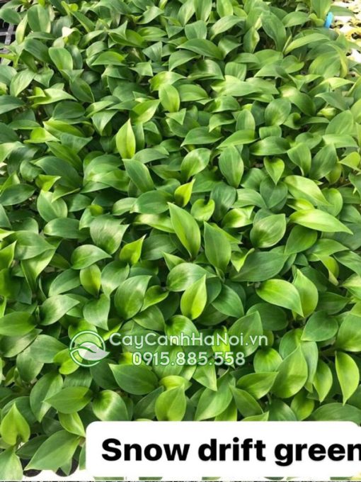 Nơi bán cây trầu bà tuyết xanh giống