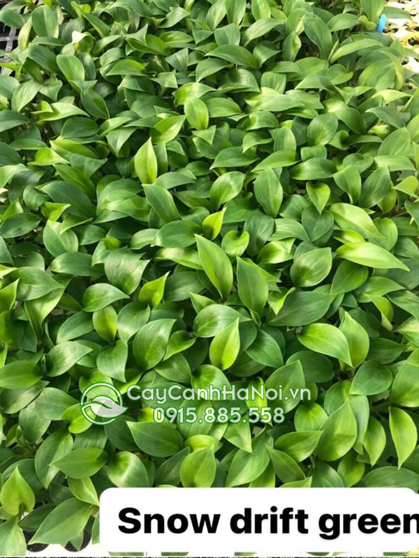 Nơi bán cây trầu bà tuyết xanh giống