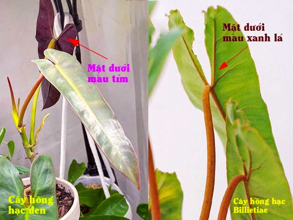 Cách phân biệt cây hồng hạc chân cam (Billietiae) và cây hồng hạc đen (dark form)