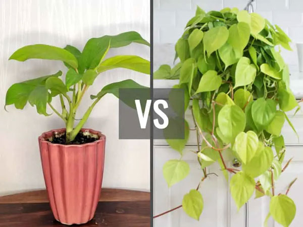 So sánh cây trầu bà vàng chanh lá tim và cây trầu bà vàng lá dài
