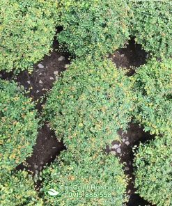 Sơn liễu có tên tiếng anh Phyllanthus cochinchinensis muell