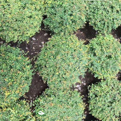 Sơn liễu có tên tiếng anh Phyllanthus cochinchinensis muell