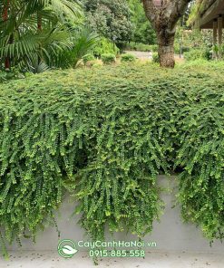 Sơn liễu thái rủ trồng phủ nền