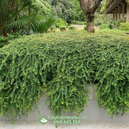 Sơn liễu thái rủ trồng phủ nền