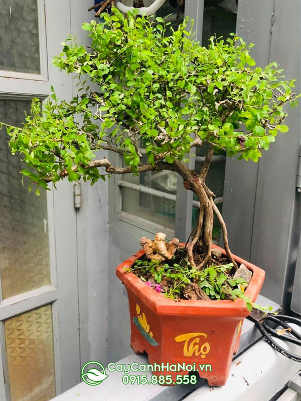 Cây sơn liễu thái trồng chậu trang trí