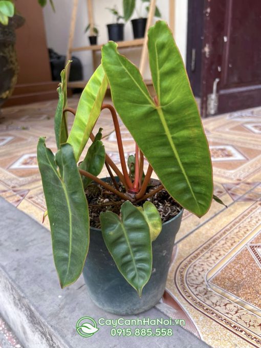 Thường xuyên bón cho cây hạc cam