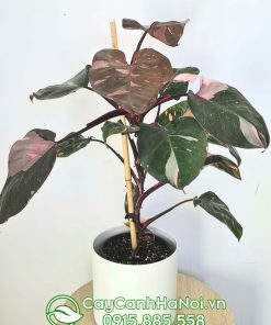 Trầu bà công chúa hồng là cây thân leo